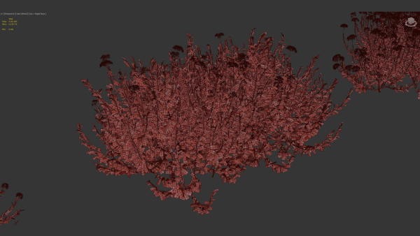 Bupleurum fruticosum Shrubby Hares Ear