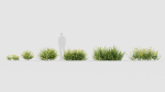 Bupleurum fruticosum Shrubby Hares Ear