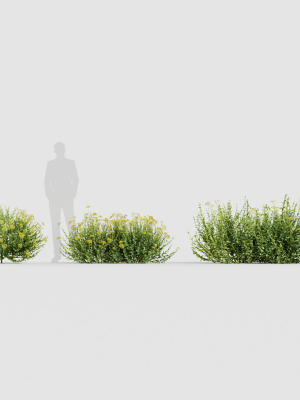 bupleurum-fruticosum-shrubby-hares-ear-3d-model-d45b5c4eb9