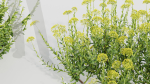Bupleurum fruticosum Shrubby Hares Ear
