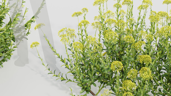 Bupleurum fruticosum Shrubby Hares Ear