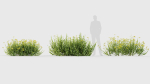 Bupleurum fruticosum Shrubby Hares Ear