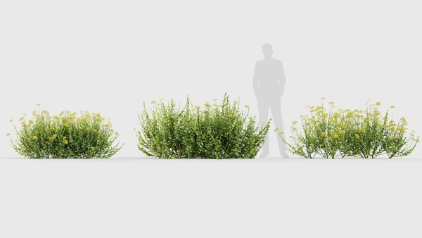 Bupleurum fruticosum Shrubby Hares Ear