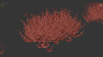 Bupleurum fruticosum Shrubby Hares Ear