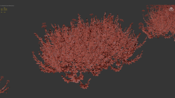 Bupleurum fruticosum Shrubby Hares Ear