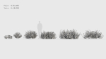 Bupleurum fruticosum Shrubby Hares Ear