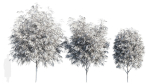 Burgundy Myrtle tree
