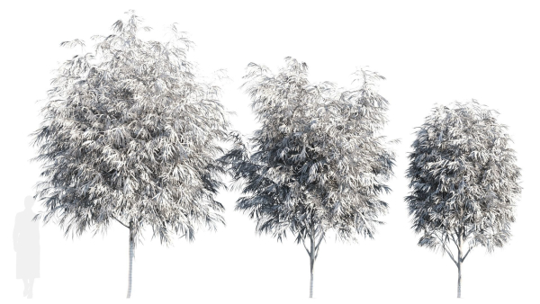 Burgundy Myrtle tree