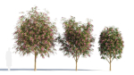 Burgundy Myrtle tree