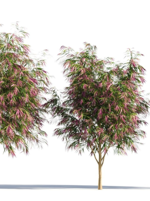 Burgundy Myrtle tree