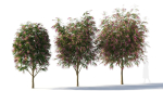 Burgundy Myrtle tree