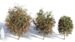 Burgundy Myrtle tree