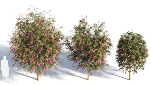 Burgundy Myrtle tree