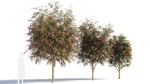 Burgundy Myrtle tree