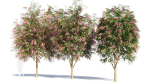 Burgundy Myrtle tree