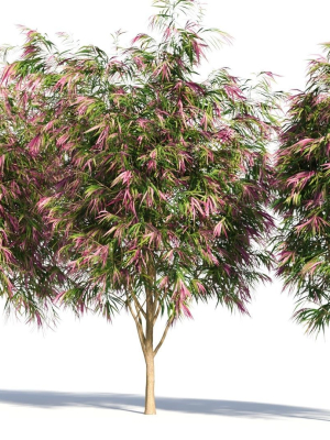burgundy-myrtle-tree-3d-model-c95b9215b8