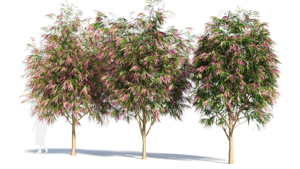 Burgundy Myrtle tree