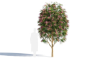 Burgundy Myrtle tree