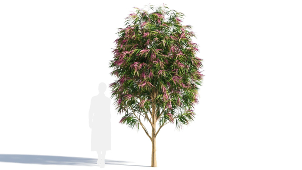 Burgundy Myrtle tree