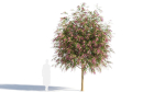 Burgundy Myrtle tree