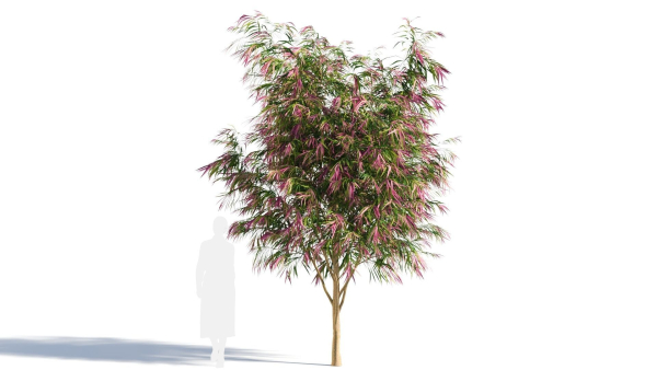 Burgundy Myrtle tree