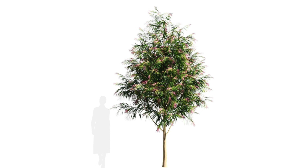 Burgundy Myrtle tree b