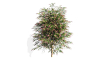 Burgundy Myrtle tree b
