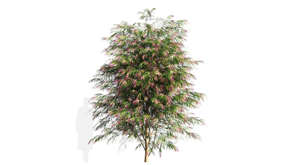 Burgundy Myrtle tree b