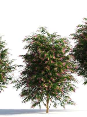 burgundy-myrtle-tree-b-3d-model-21e8cce05c
