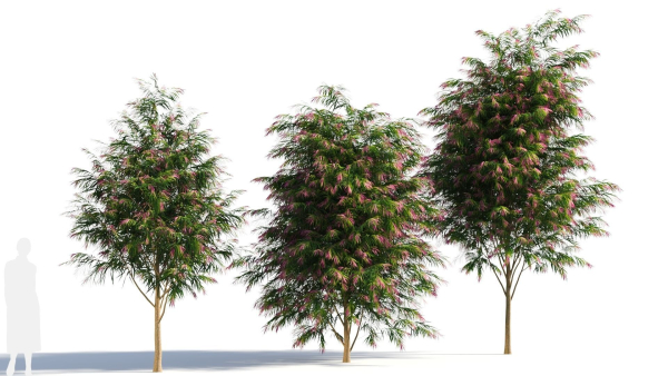 Burgundy Myrtle tree b