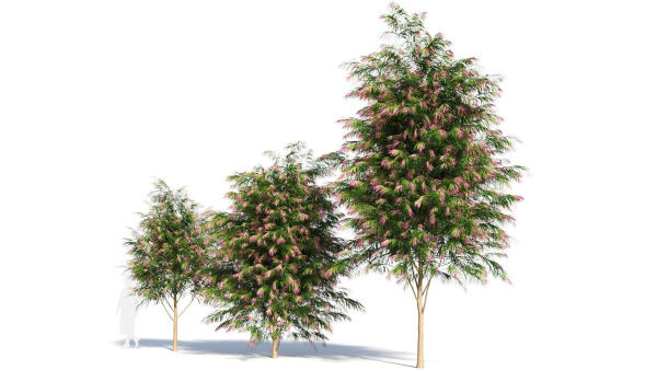 Burgundy Myrtle tree b