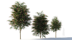 Burgundy Myrtle tree b