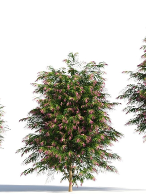Burgundy Myrtle tree b
