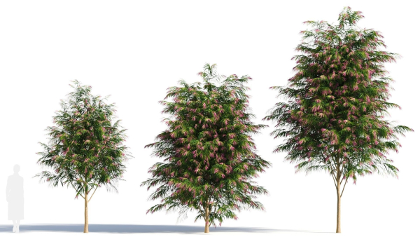 Burgundy Myrtle tree b