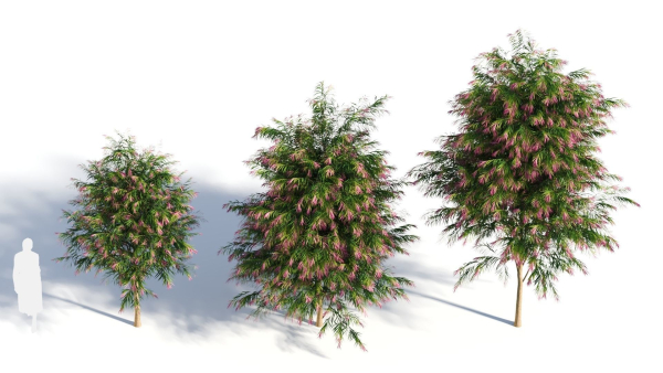 Burgundy Myrtle tree b