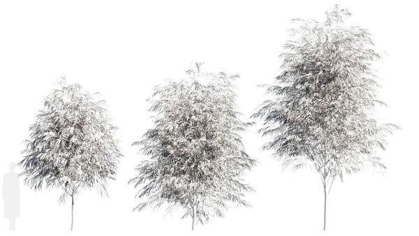 Burgundy Myrtle tree b
