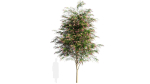 Burgundy Myrtle tree b
