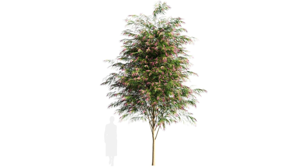 Burgundy Myrtle tree b