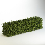 Bush 04
