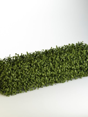 Bush 04