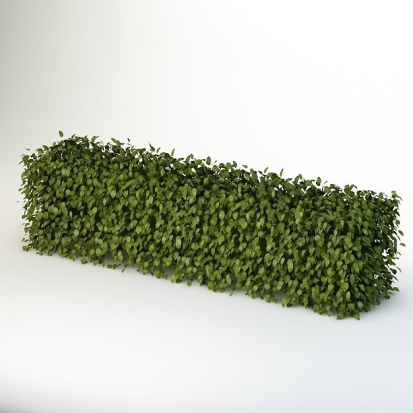 Bush 04