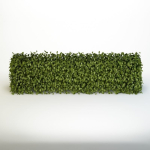 Bush 04