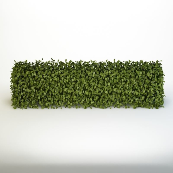 Bush 04