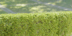 bush collection vol 38-Blender