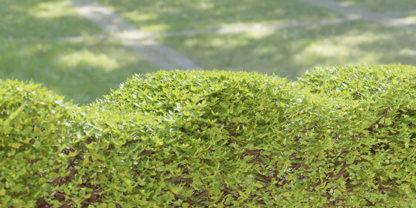 bush collection vol 38-Blender