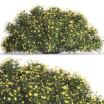 bush garden Chrysactinia mexicana