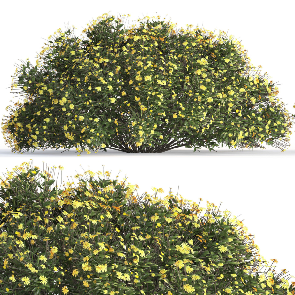 bush garden Chrysactinia mexicana