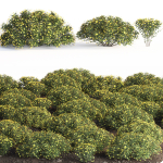 bush garden Chrysactinia mexicana