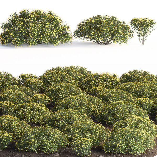 bush garden Chrysactinia mexicana