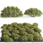 bush garden Chrysactinia mexicana